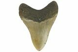 Fossil Megalodon Tooth - North Carolina #164877-2